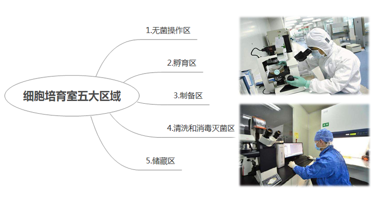 细胞培育室五大区域洁净度的实验室规划